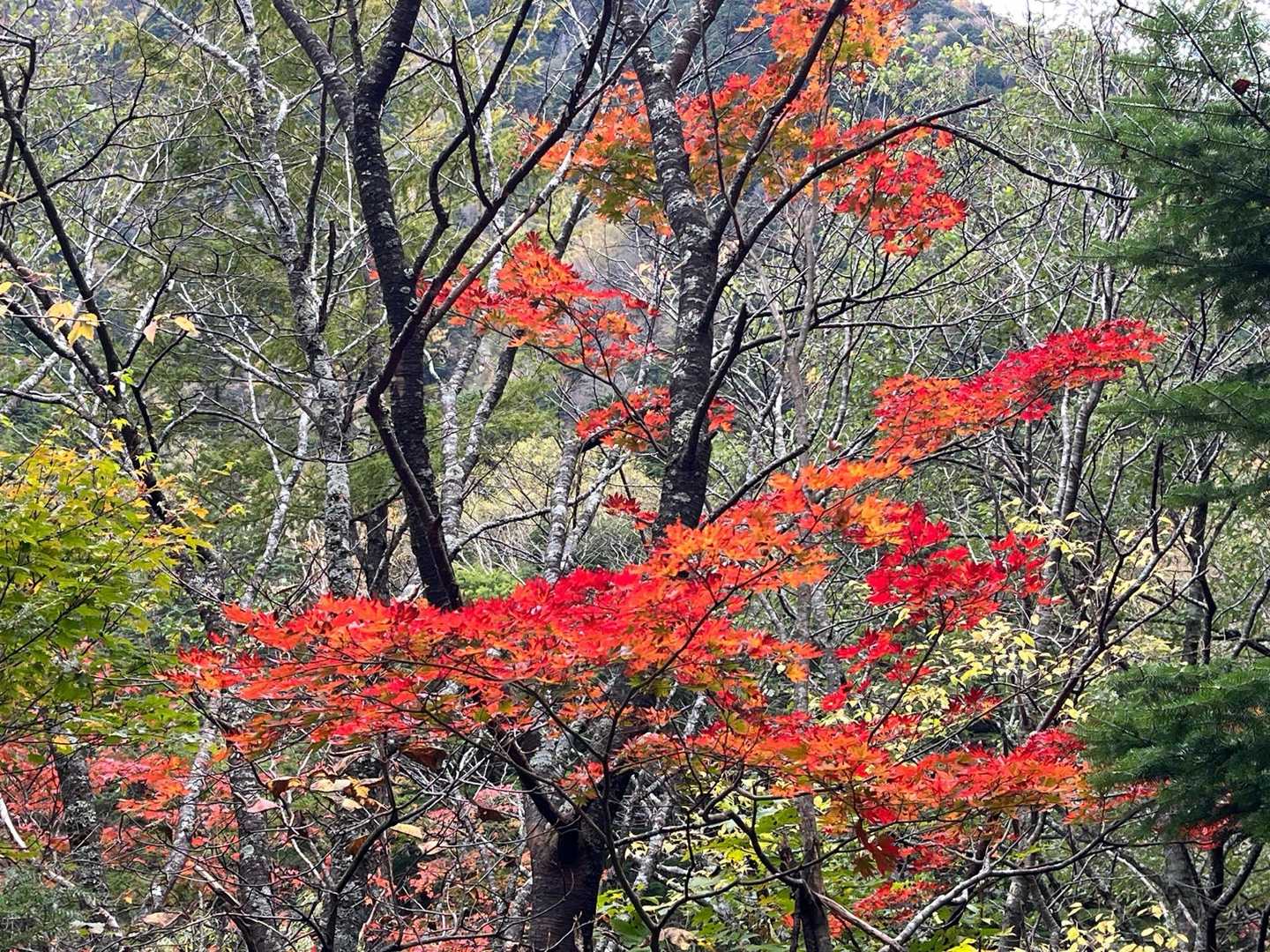 大正池バス停-大正池-大正池-田代池-上高地西穂高岳登山口 縦走コースの写真