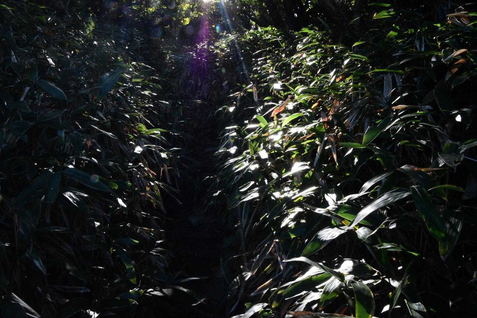 素敵な稜線を想像してたのにな

草草草草草‪🌱‬