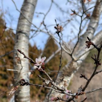残り少ない、健気に咲いてくれてました