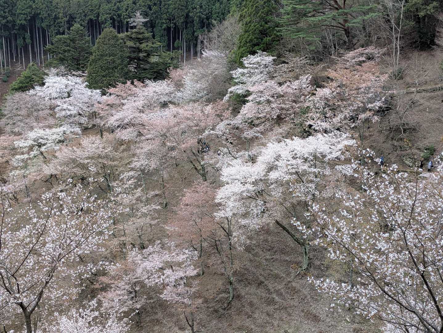 吉野水分神社-高城山-金峯神社-青根ヶ峰 往復コースの写真