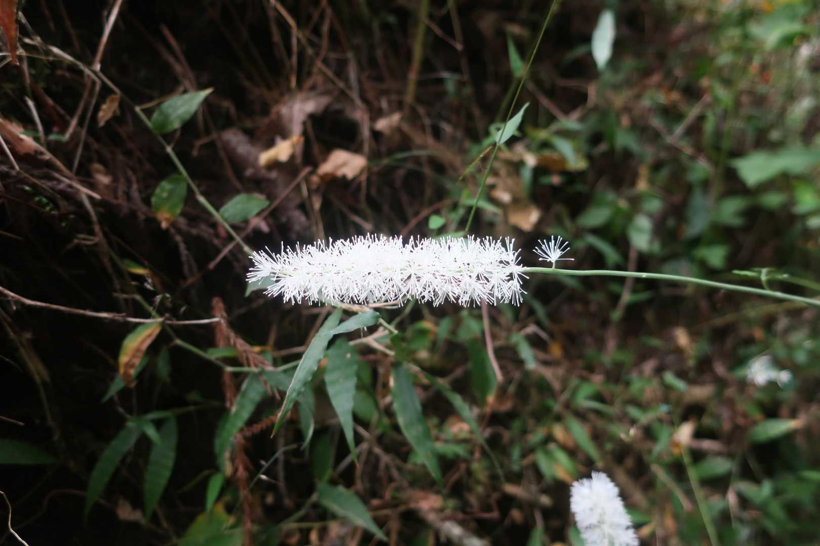 サラシナショウマ（晒菜升麻、更科升麻）。
若芽を茹でて水に晒して食べるそうです。
キンポウゲ科。