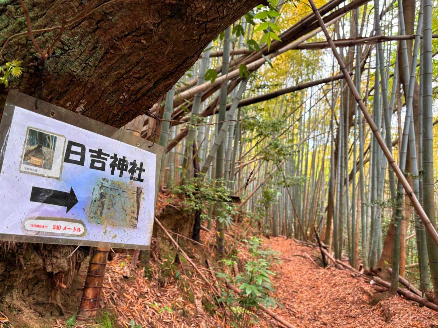 まず 日吉神社⛩️へ