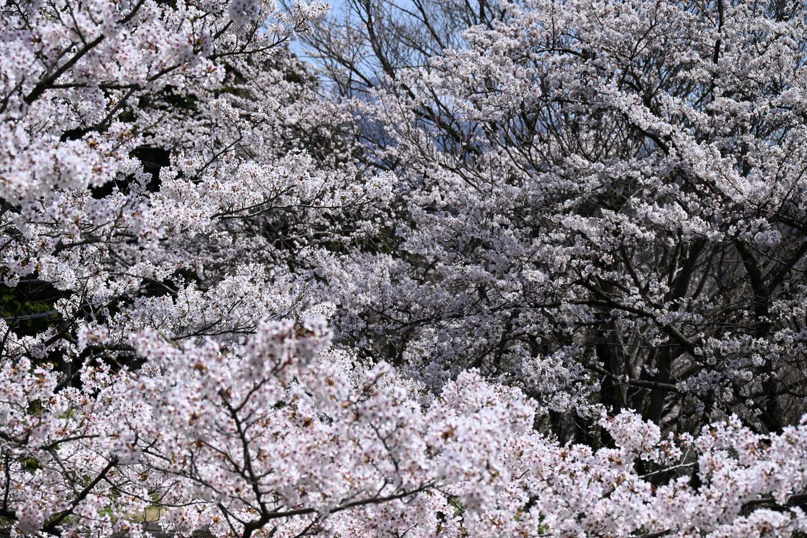 鬼住山 往復コースの写真