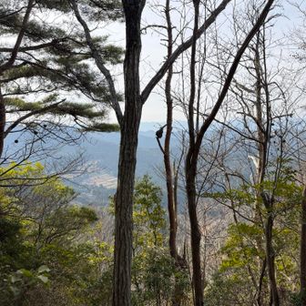 木々の合間からの眺望