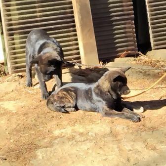 可愛いワンちゃんがいた
子犬だね〜
真っ黒で、一瞬子熊かと思った😅
甲斐犬だね