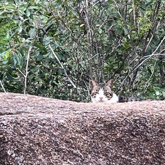 キャッスルウォールの頂上付近にお住まいのネコちゃん。