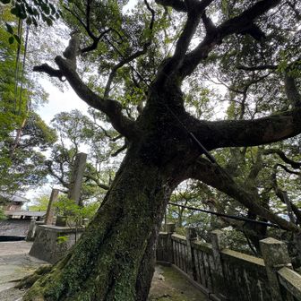 巨木のパワー🌳