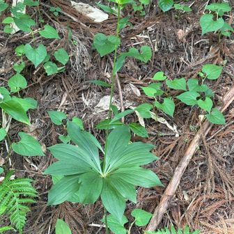 クルマバツクバネソウか？
花が咲いてないので確信できない