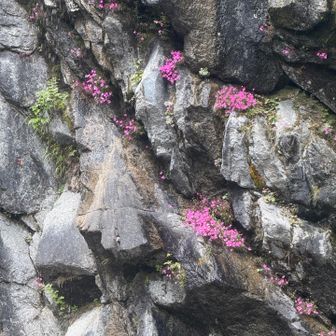 滝の横にタカネビランジ群生