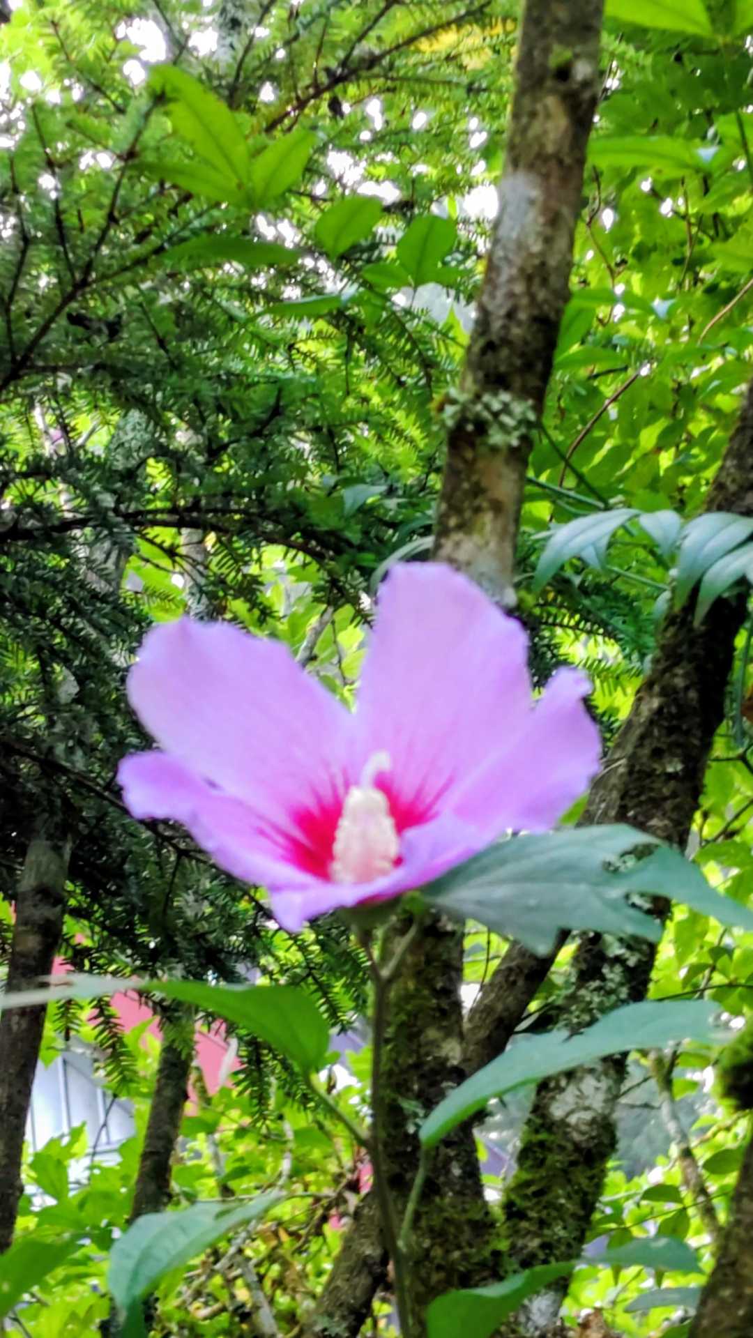 ムクゲ？🌺