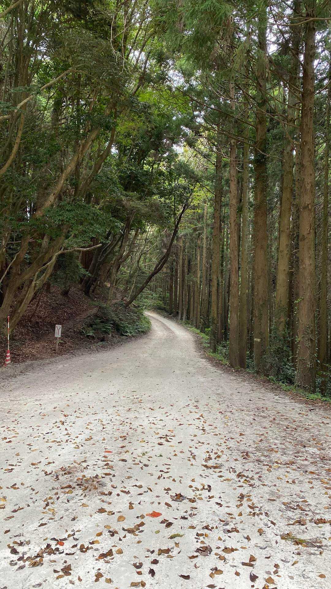 真弓山 往復コースの写真