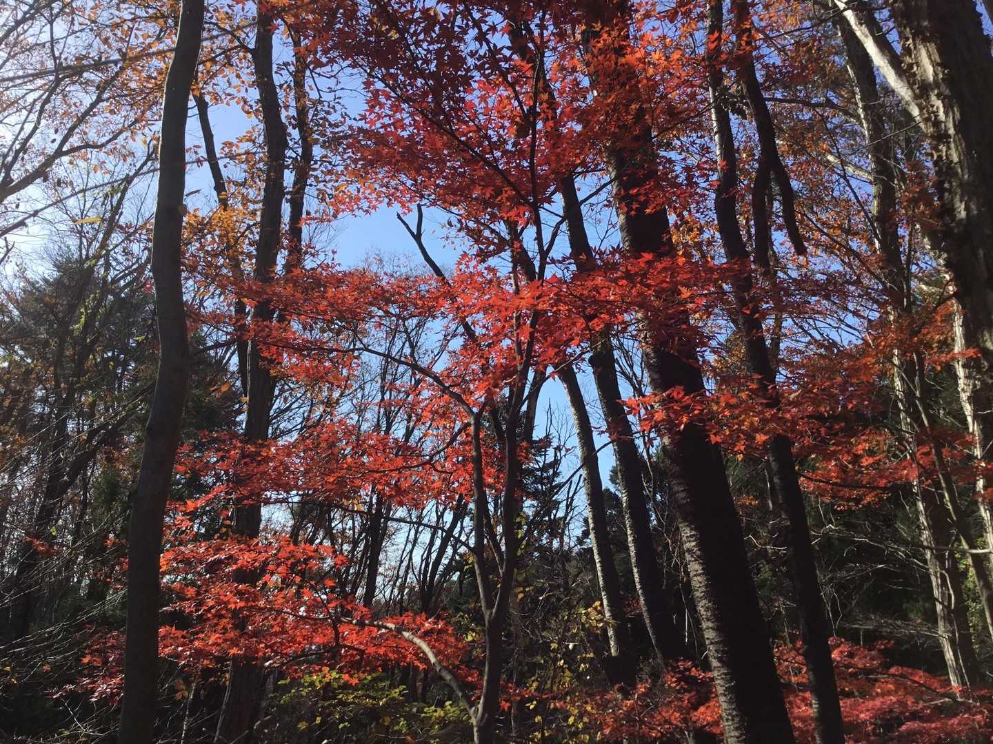 川上登山口-湯ノ岳-湯ノ岳観音堂跡-湯ノ岳・円山公園登山口 縦走コースの写真
