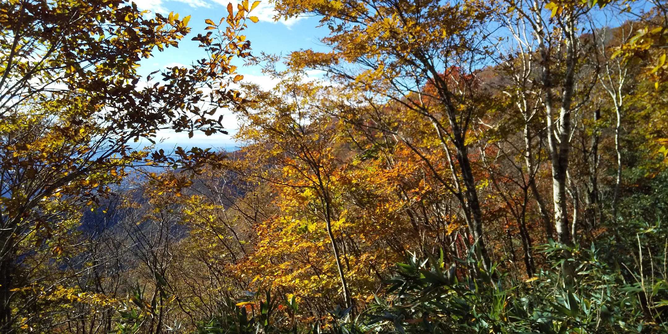 紅葉が始まりました。