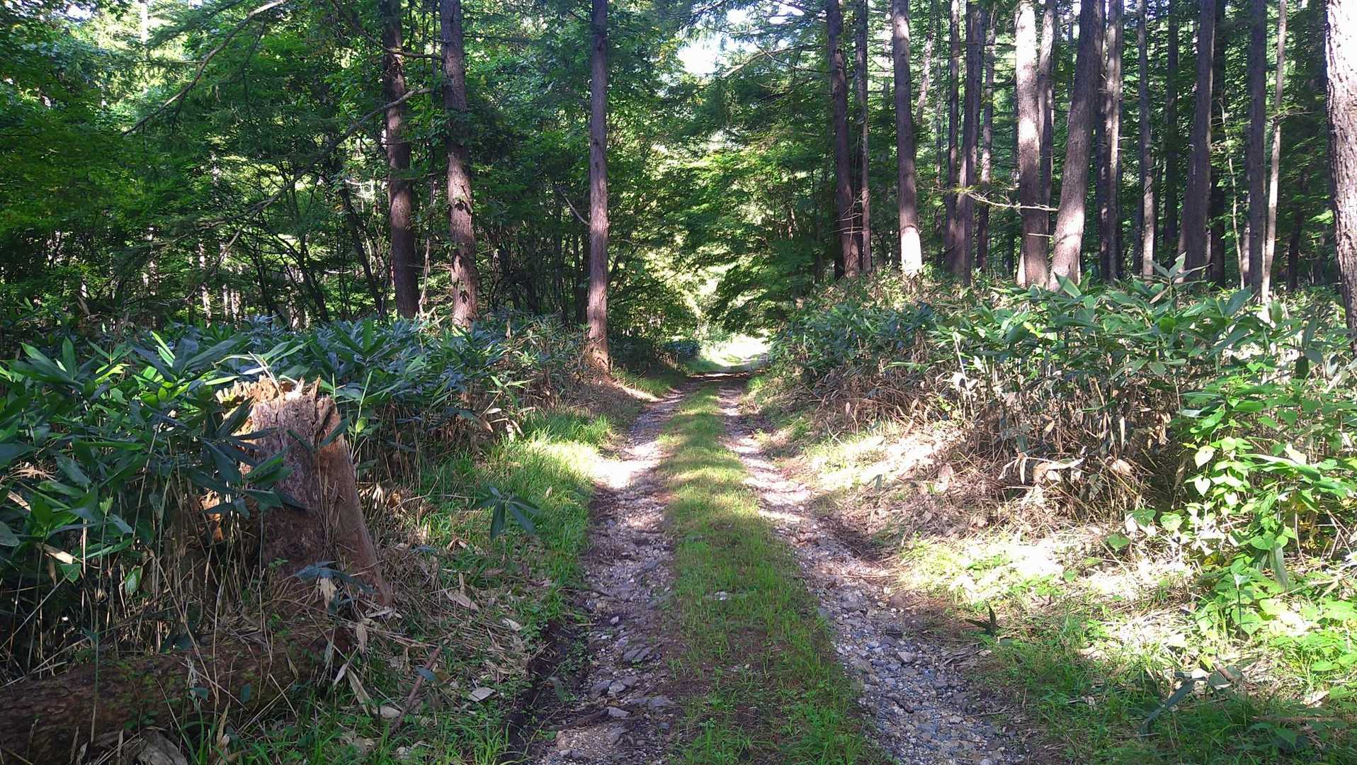 林道は一部ぬかるみもありますが、とにかく走る🏃ただ走る🏃