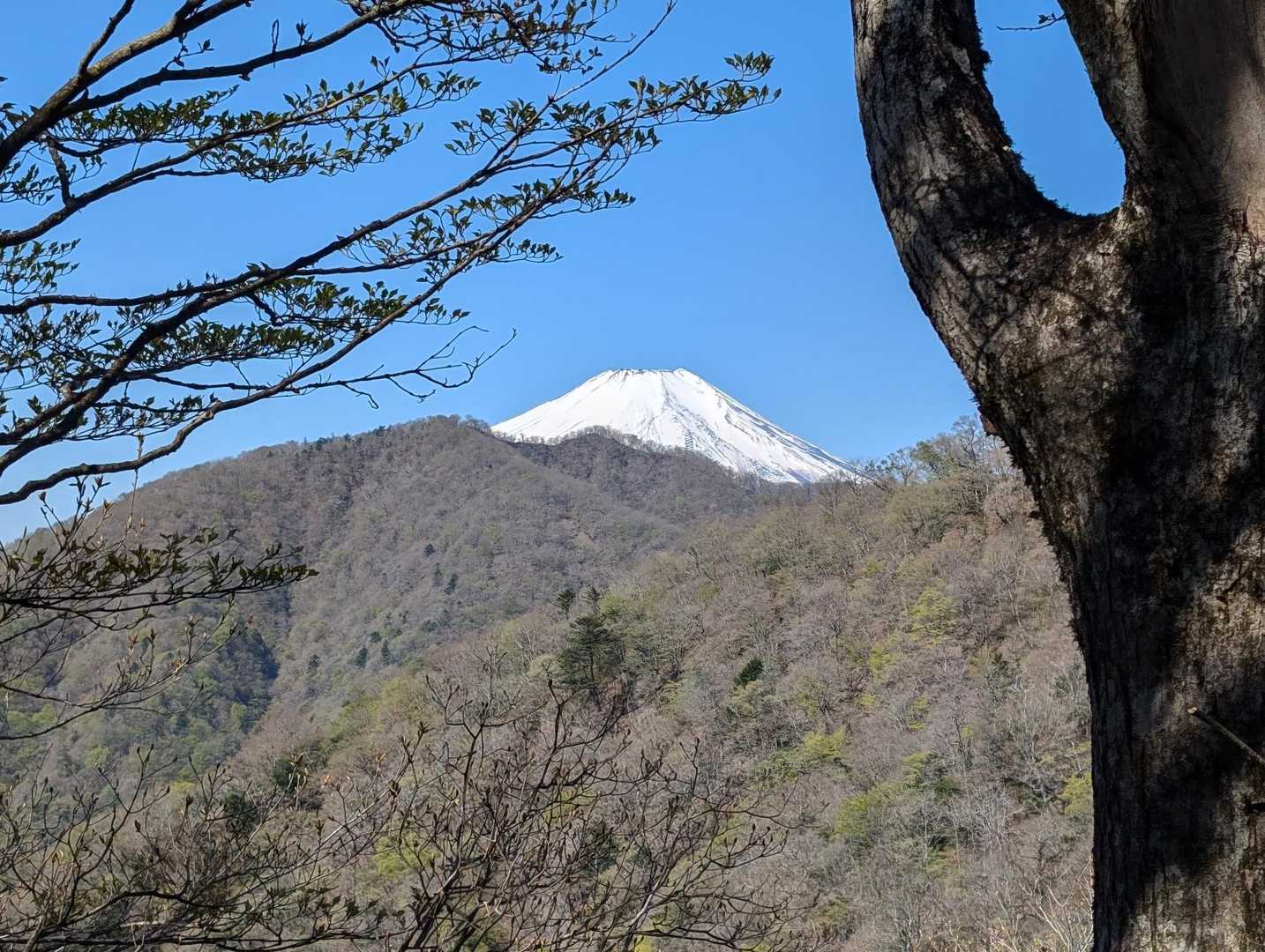 やっと枝被りが無い富士山ですが、頭だけ😅