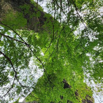 第1石門を見上げると緑色、紅葉は少し先。