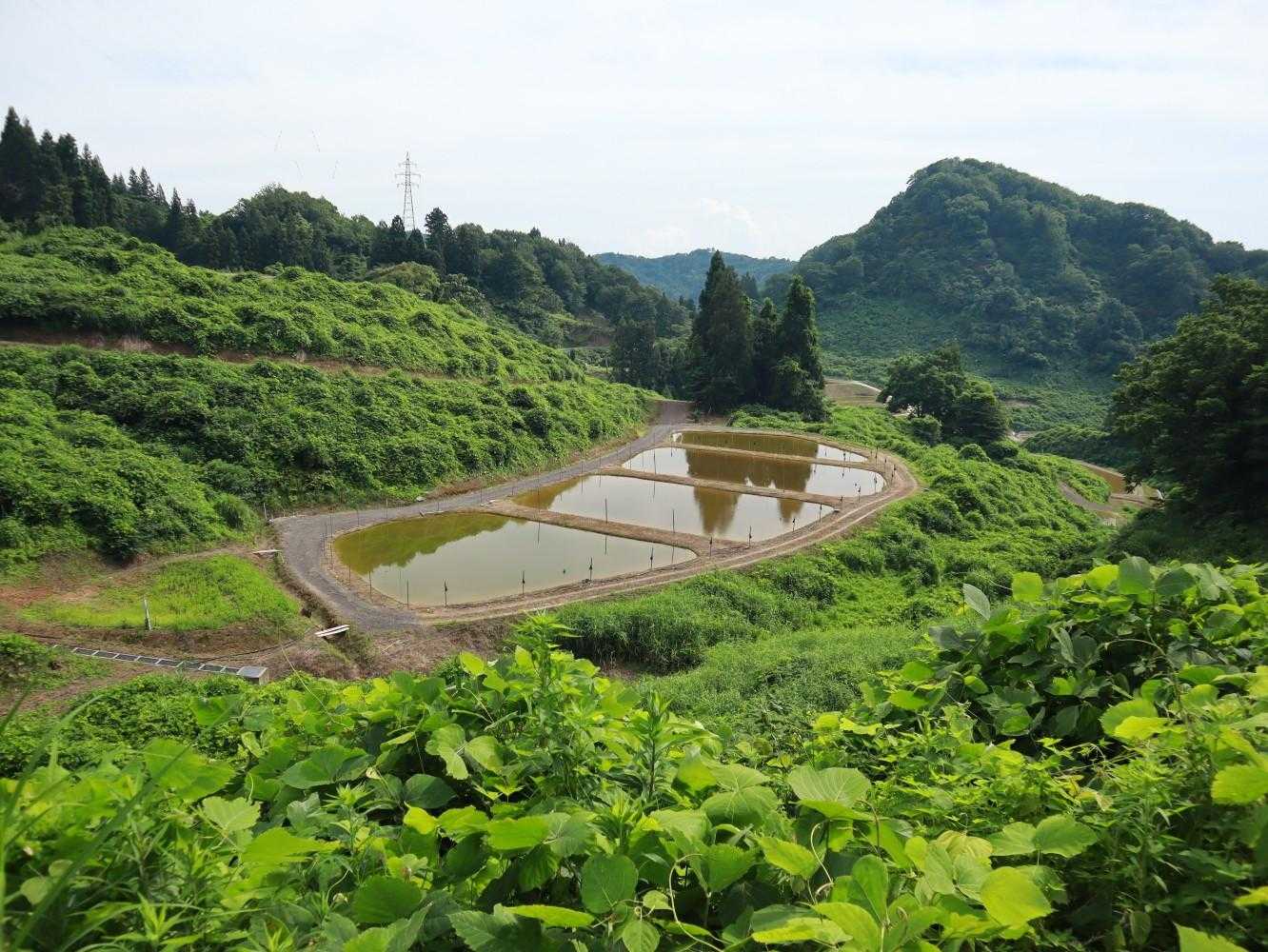 鏡トトロ