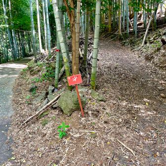 その後も、右の道へ進みかけてしまい、引きかえす💦舗装路を歩くのね💦