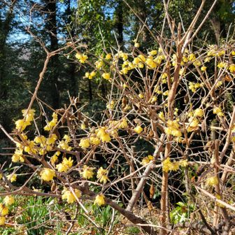 突然いい香り！と思ったらロウバイも咲いてた！