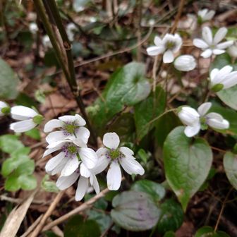 🤍雪割草（オオミスミソウ）