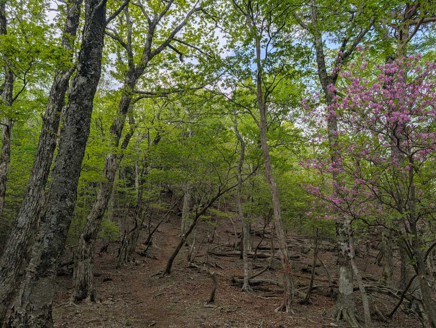 ずっと気持ちいい樹林帯の縦走路✨️