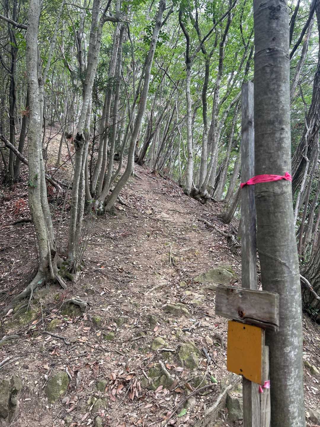 尾根まで登り上げたら、山頂までは尾根歩き🚶‍♀️