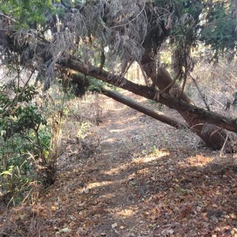 倒木でザックも引っかかる…😖
頭下げてもザックがね…😵‍💫