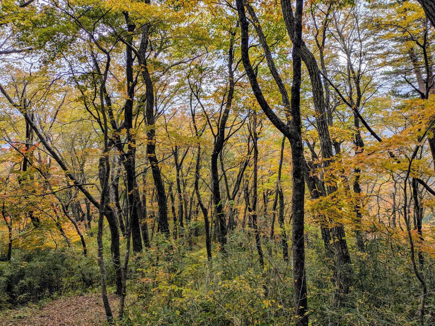 何度も休んで、紅葉🍁を眺めて…