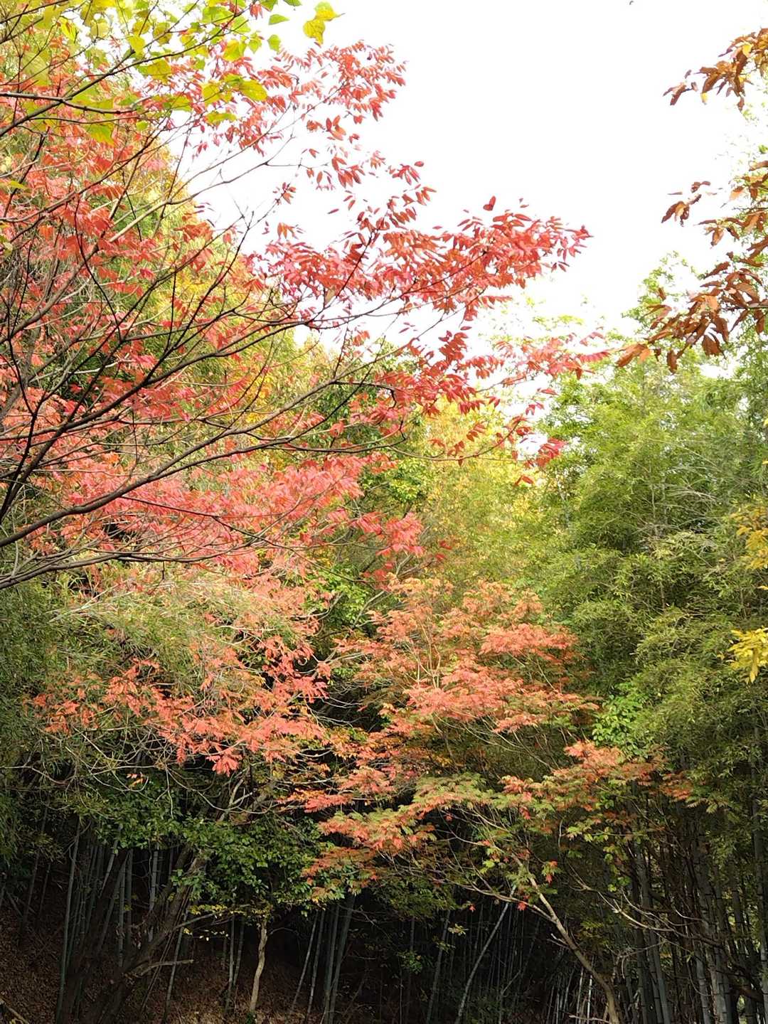 龍王宮 周回コースの写真