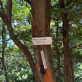 マニヤ向け
金山谷へ