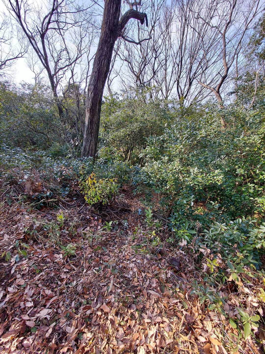 一応このお社辺りが観音山360m山頂