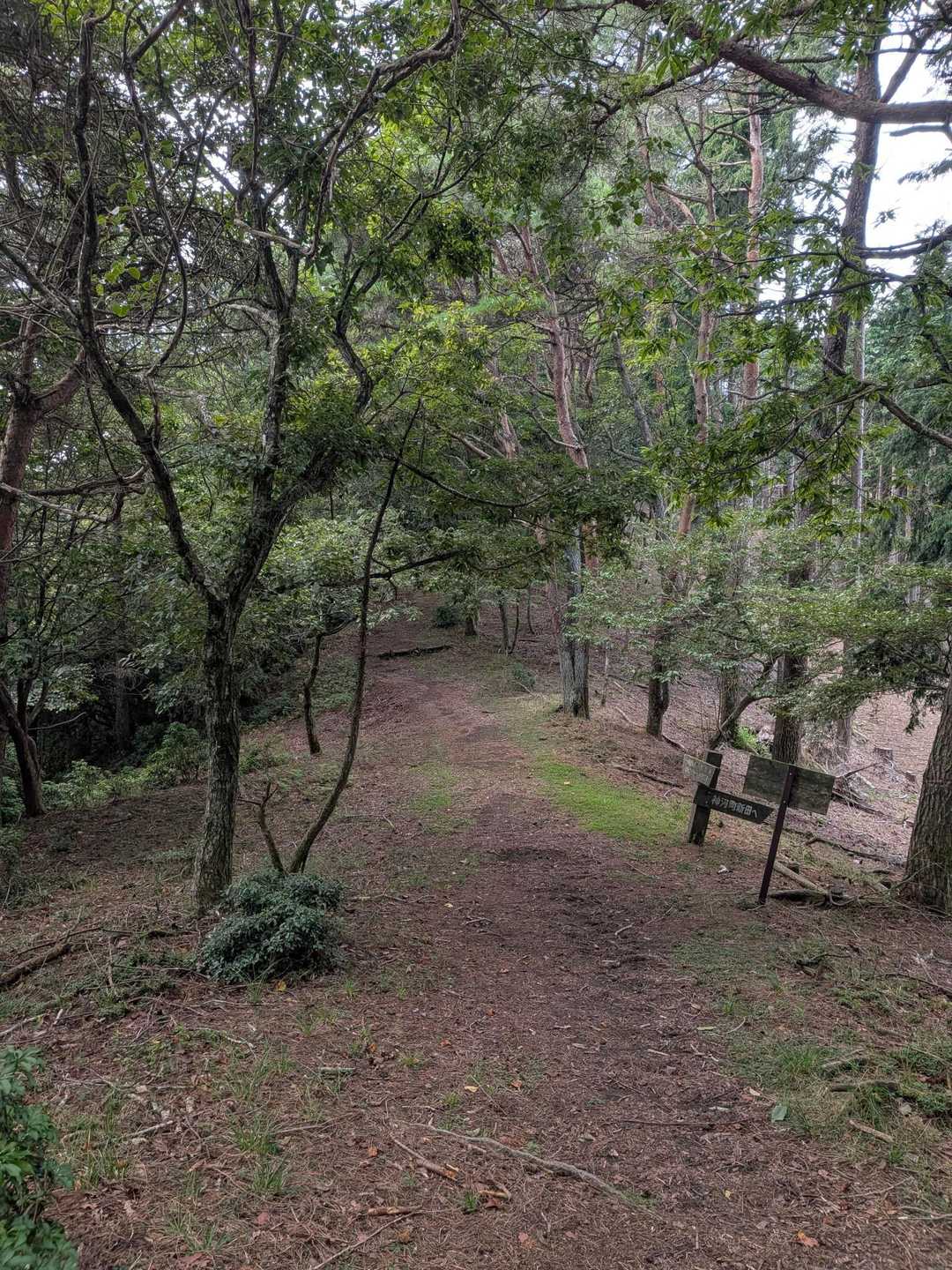 気持ちのいい登山道ですね。