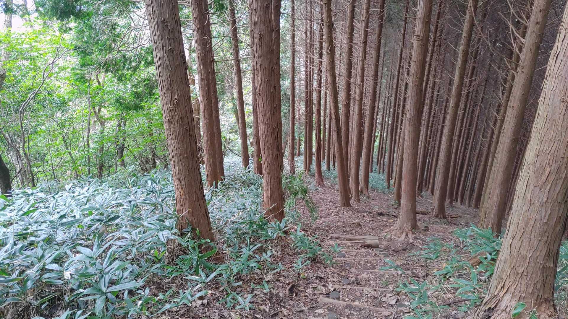 木段を一段降りる度に首と肩がビリッビリッ⚡
🎵I really don't know life at all🎵
私は人生が解っていない   何も！