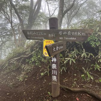 鍋割山行ってみたい