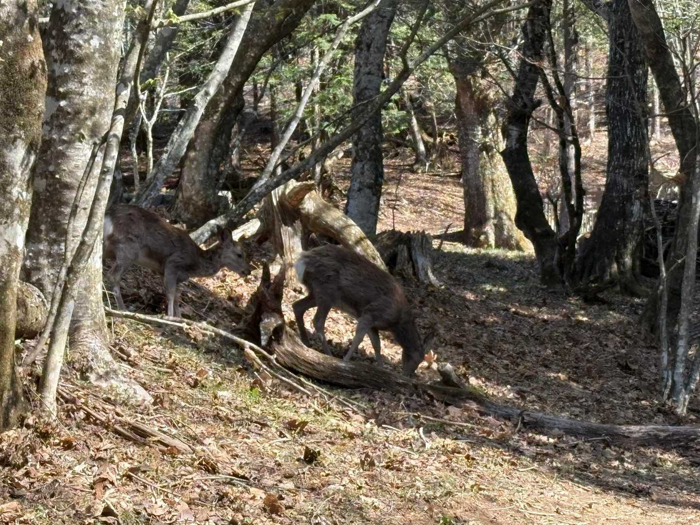 鹿の親子🦌