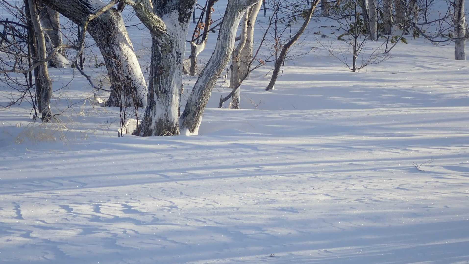 朝のまっさらな雪は
とてもとても美しくて…