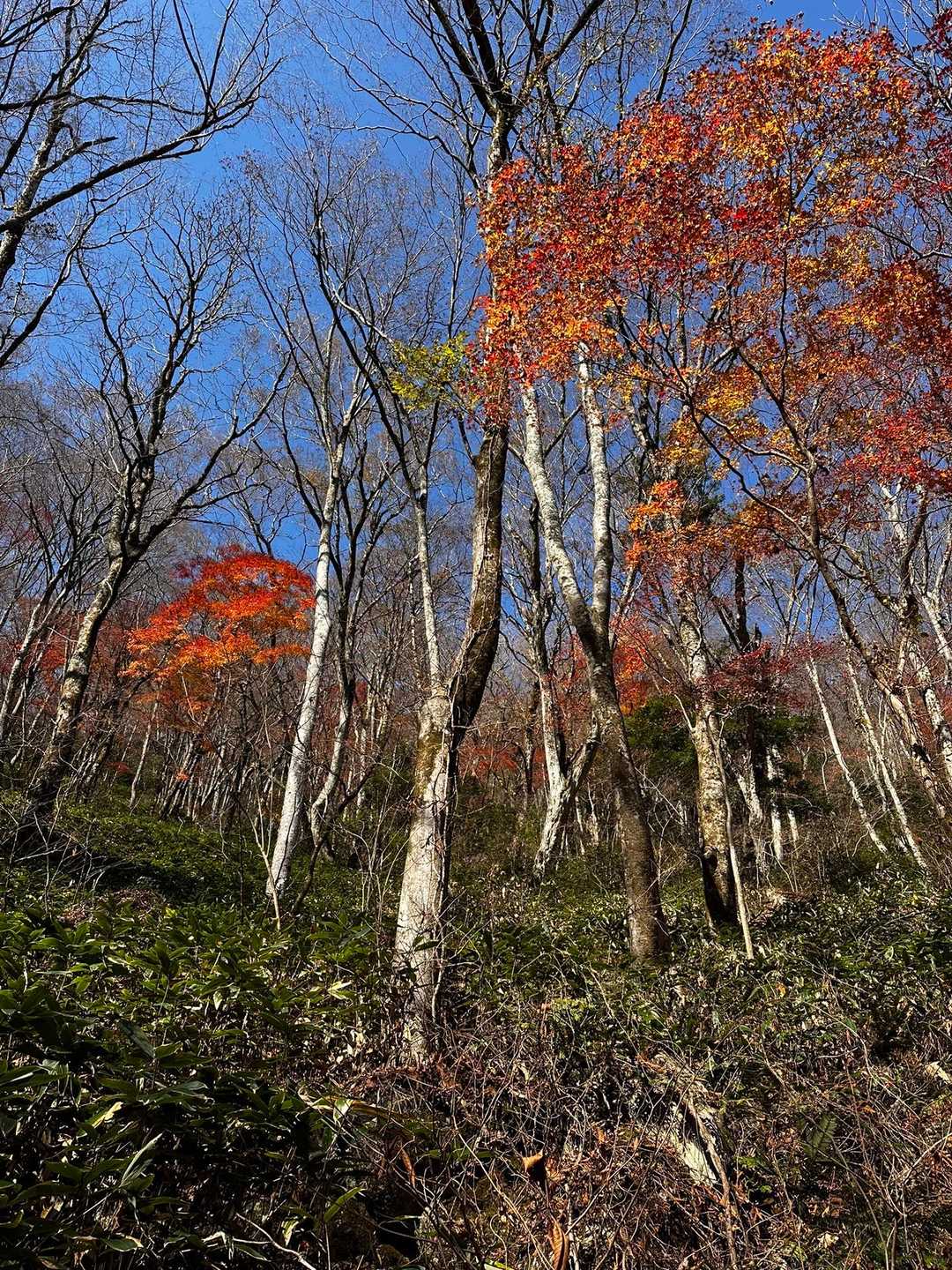 きれいな、ぶな林✨️ぶな紅葉➰🍂🍁