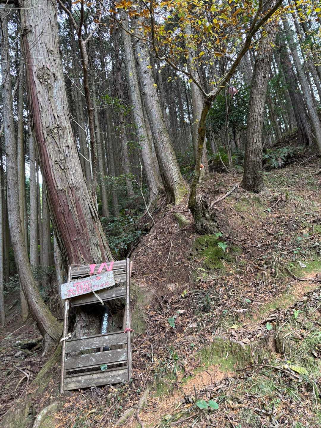 急登始まり
