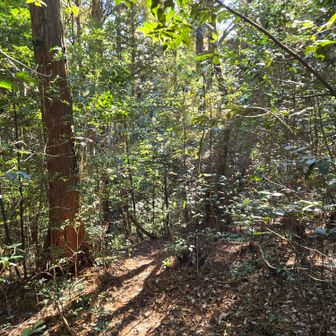 調子こいてたら何度もルート外れる😒