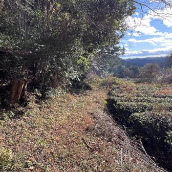 道路挟んで反対側の山に登ります