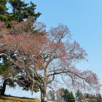 桜のつぼみはだいぶ膨らんできてましたが、あと一週間ぐらいで🌸咲きそうでした。