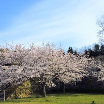 朝日で輝きを増していく🌸