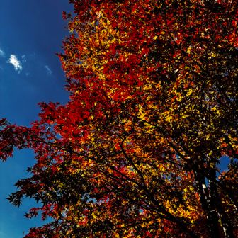 唐沢鉱泉温泉宿側で最後に見れました！登山中は紅葉🍁は見れなかったです。