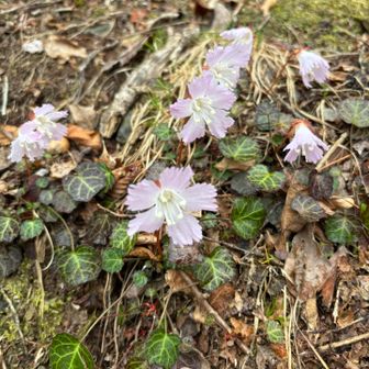 健脚コースはイワウチワが咲いてます🌸