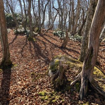 落葉して陽が当たり気持ち良い、ここで昼食🍛