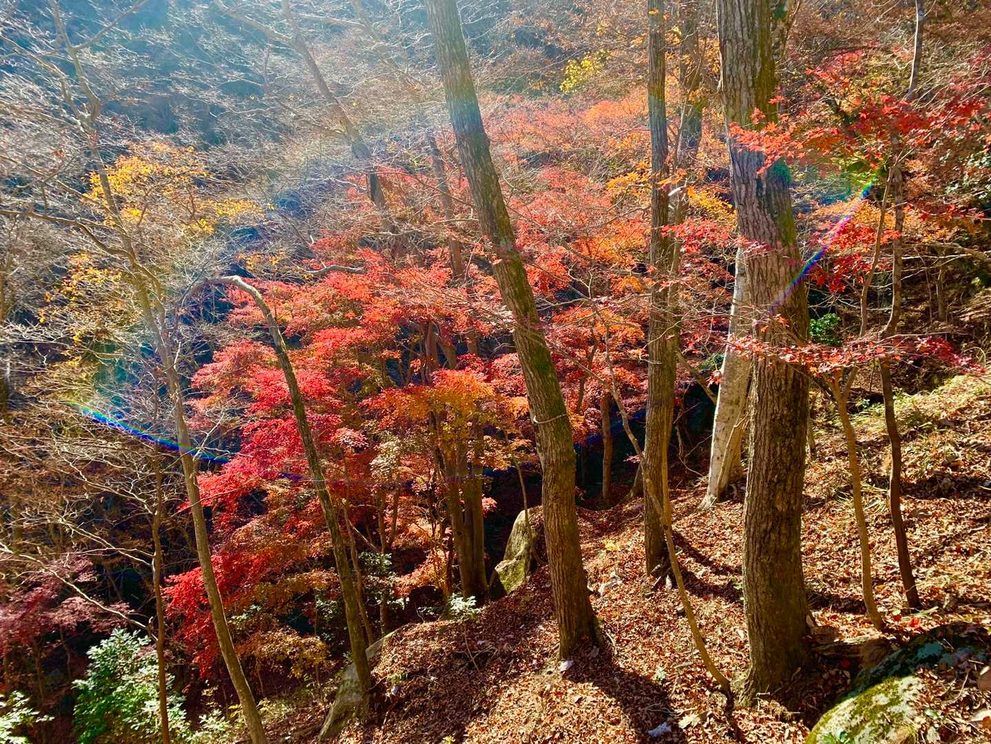 あら綺麗🍁❤️