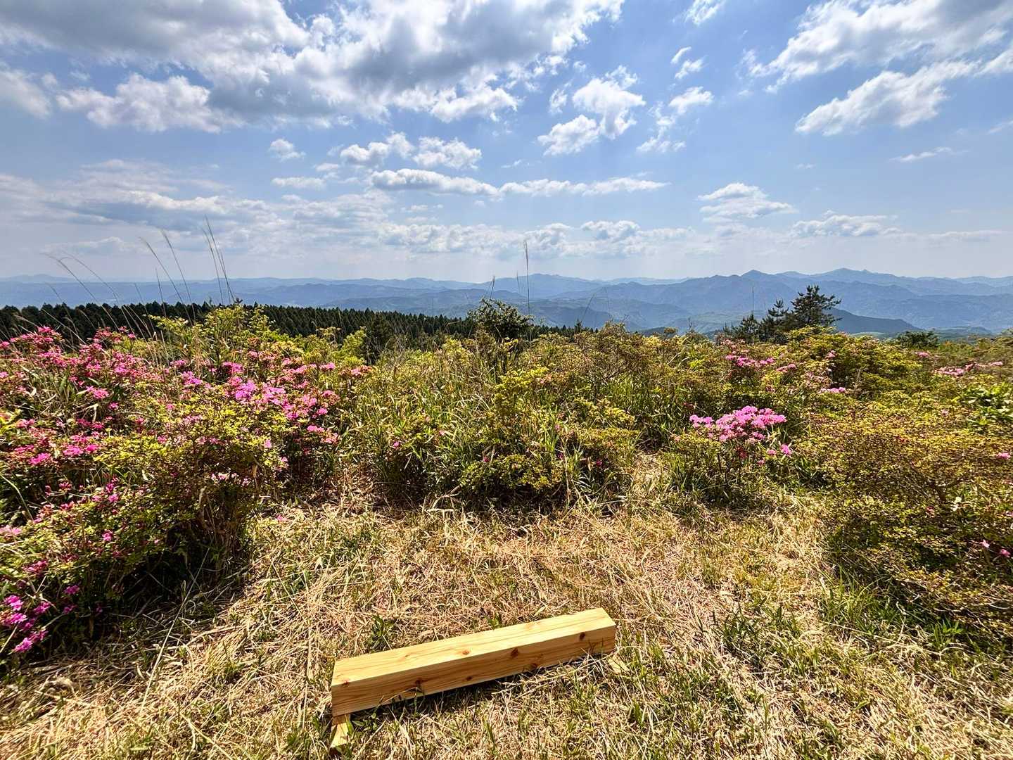 もう少ししたらMKのお花畑が見られるのかな？
ミニベンチがあって、眺め良くて
すごく良い山🥰