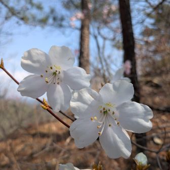 ヤシオツツジの白花
同じ株〜咲いています
感激🥲