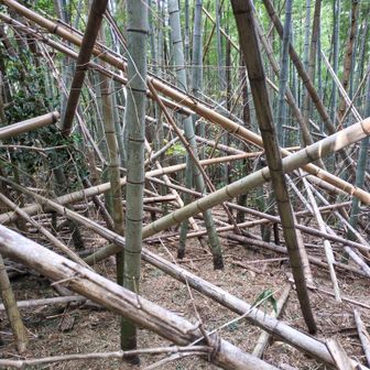 下りは竹林に苦戦する