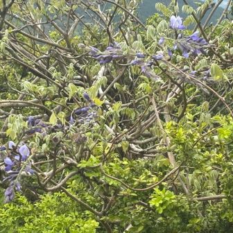 藤の花写したんだけど、どこやねん😅